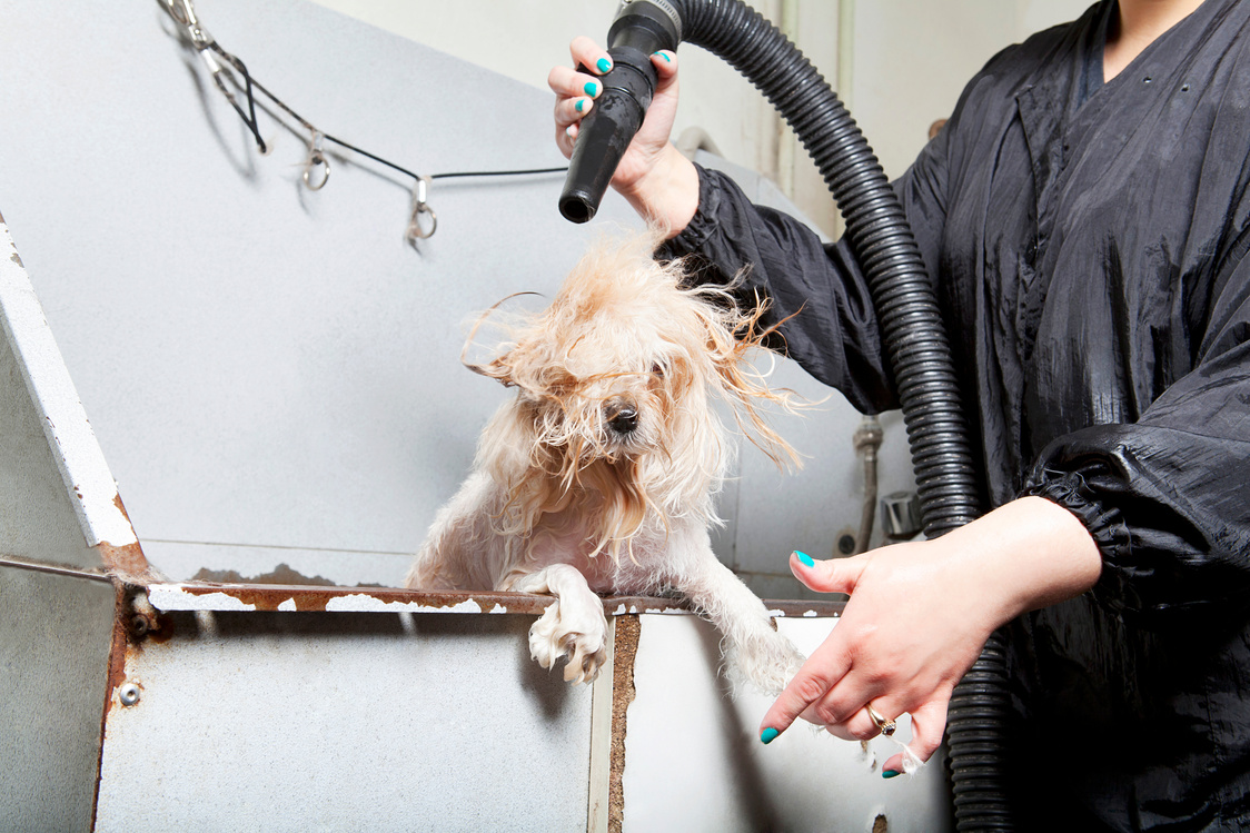 Dog groomer drying pooch